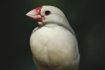 Close-up of a bird against black background