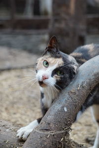 Portrait of a farm cat