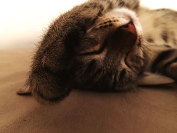 Close-up of dog sleeping