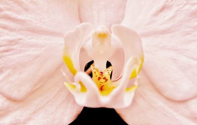 Macro shot of flower