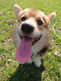 Close-up portrait of dog on field