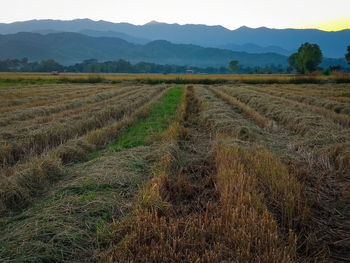 Scenic view of agricultural field against sky