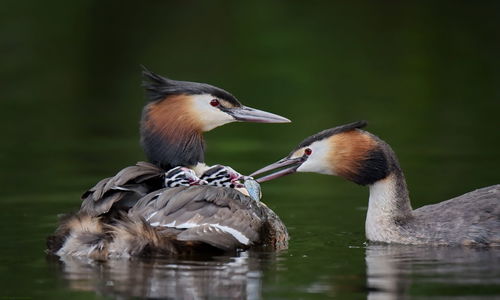 Great crested grebes with chicks swimming on lake