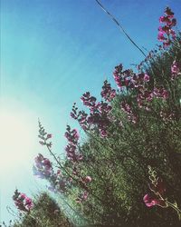 Low angle view of cherry blossoms against sky