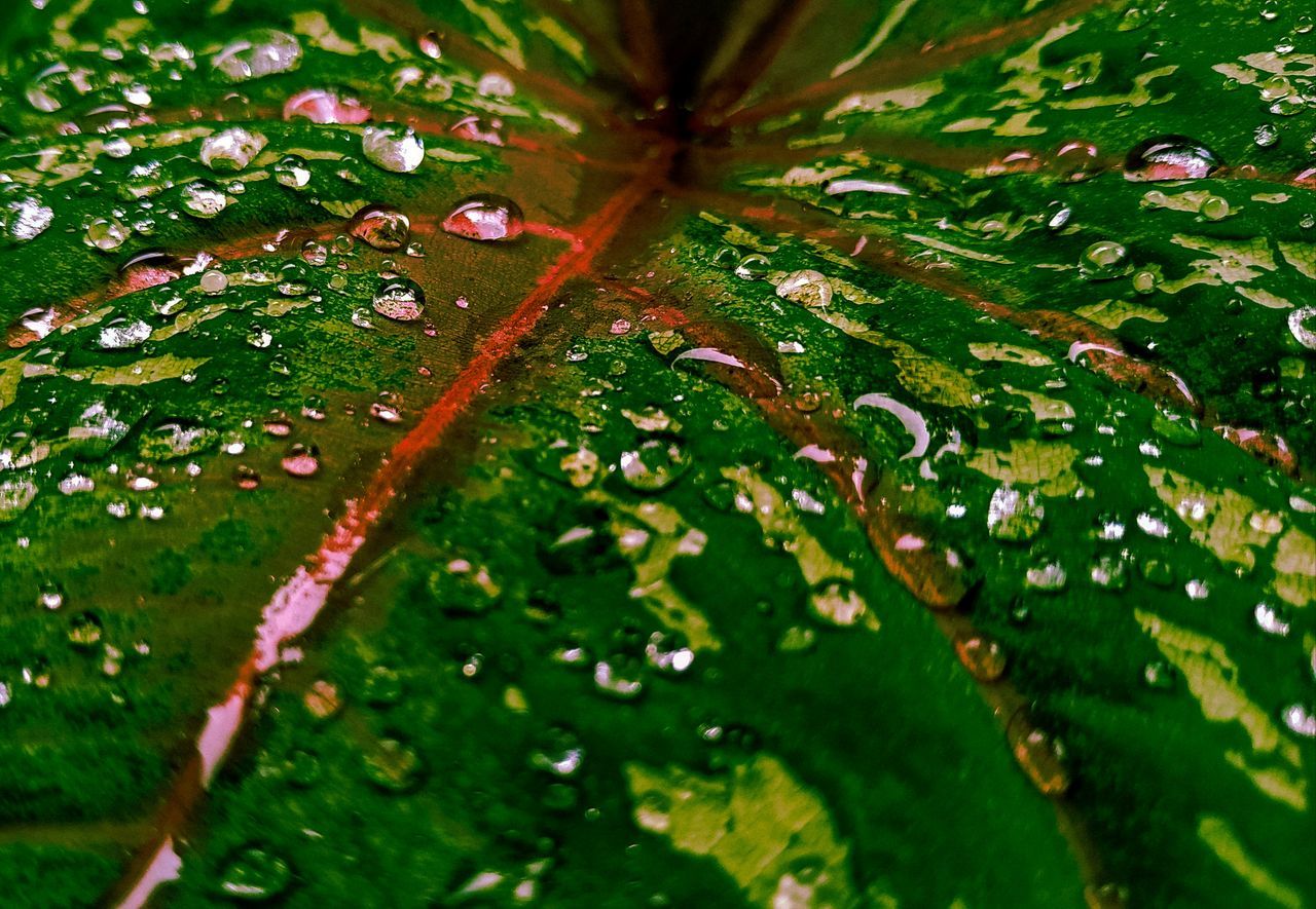 FULL FRAME SHOT OF WET LEAVES ON PLANT