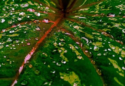 Close-up of wet leaves on plant during rainy season