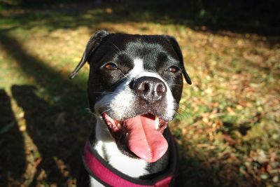 Close-up portrait of a dog