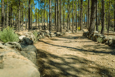 View of trees in forest