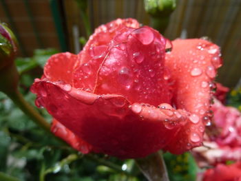 Close-up of wet red rose blooming outdoors