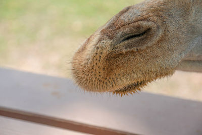 Close-up of a cat