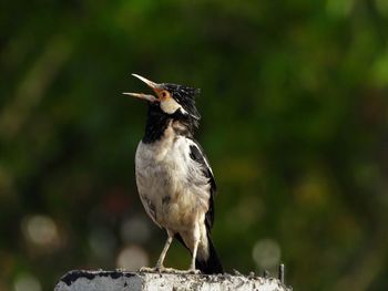 Asian pied-starling 