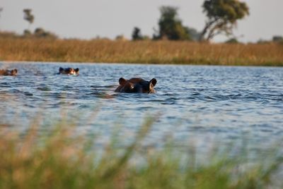 Ducks swimming in lake