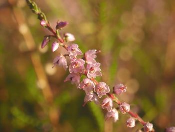 Close-up of pink cherry blossoms in spring