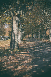 Sunlight falling on trees in forest during autumn