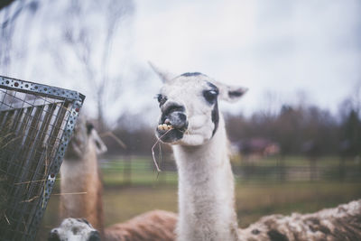 Funny llama look at the camera