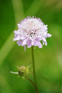 Close-up of purple flowering plant