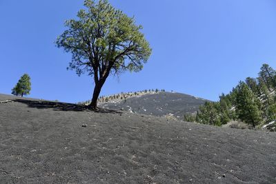 Trees on landscape against clear blue sky