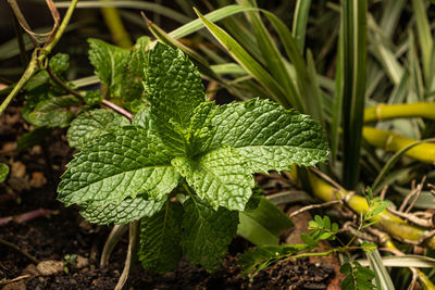 Close-up of plant