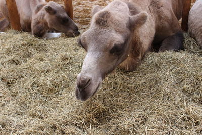 Horses in a field