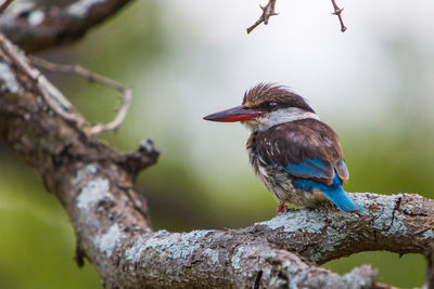 Close-up of bird perching on tree