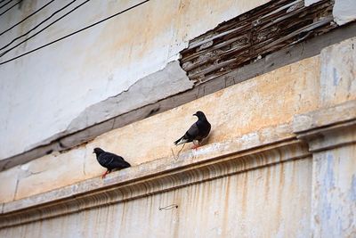 Low angle view of pigeons perching on wall