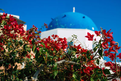 Low angle view of red flowering plants against blue sky