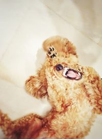 Close-up of dog sitting toy