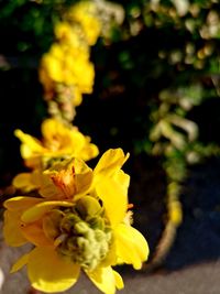 Close-up of yellow flowering plant