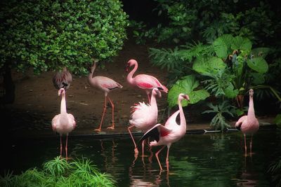 Flock of flamingos in a lake