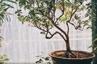 Potted plant by tree against wall