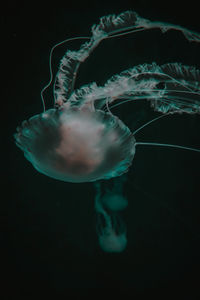 Close-up of jellyfish in water