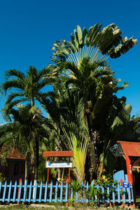 Palm trees against blue sky