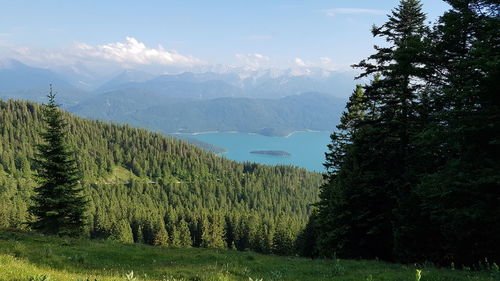 Scenic view of pine trees in forest against sky