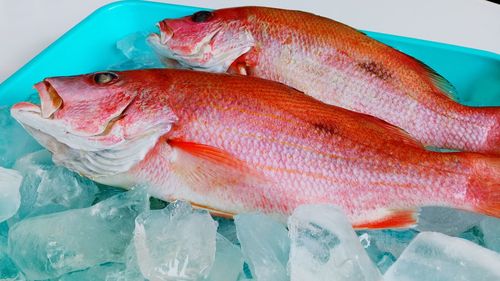 Close-up of fish for sale in market