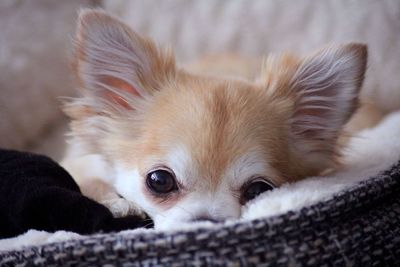 Close-up of rainy the chihuahua resting at home