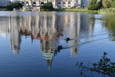 Birds in a lake