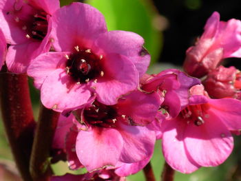 Close-up of pink flower