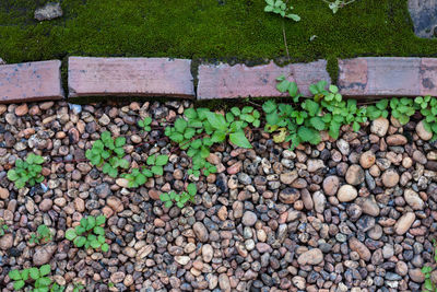 High angle view of stones on footpath