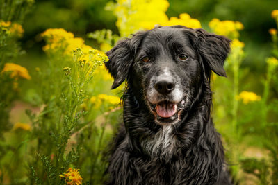 Close-up portrait of a dog