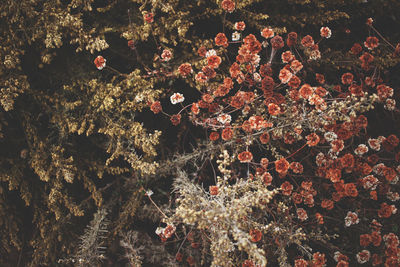 Flowers growing on tree