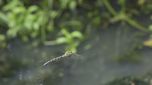 Close-up of insect on plant