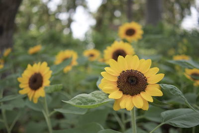 Close-up of yellow flower in park