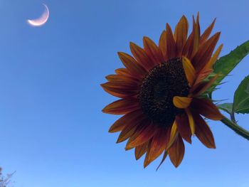 Low angle view of flowering plant against clear blue sky