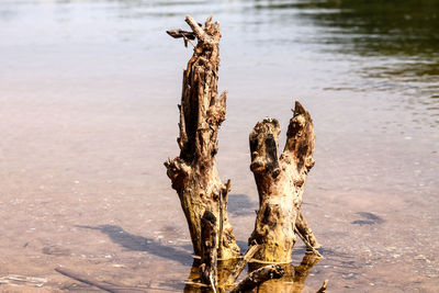 Close-up of tree trunk by lake