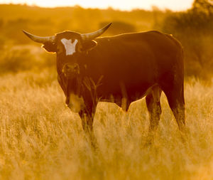 Large male bull cow with horns grazes in long grass at sunset