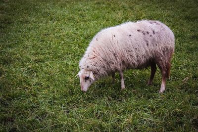 Sheep grazing in a field