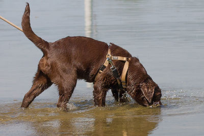Dog on lake