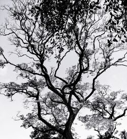 Low angle view of tree against sky