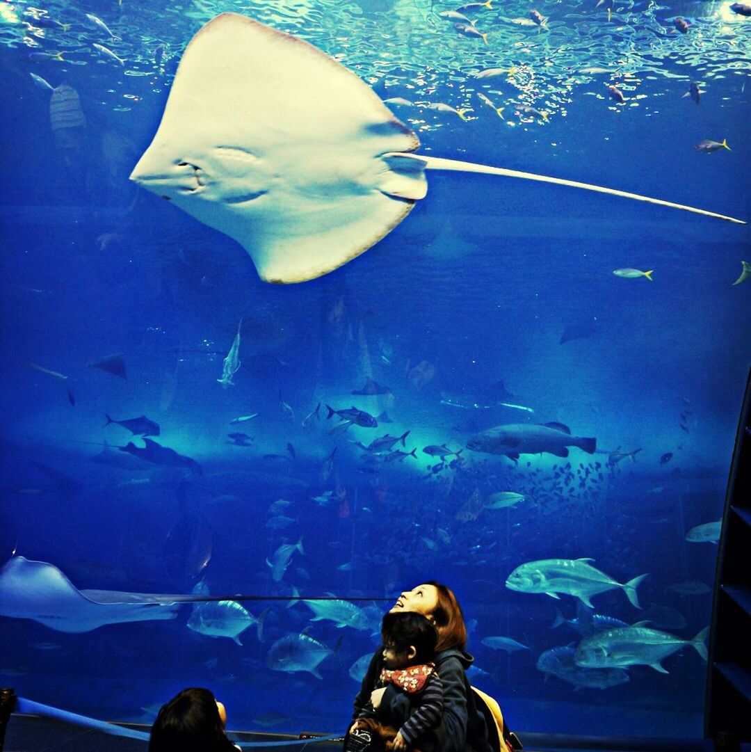 美ら海水族館