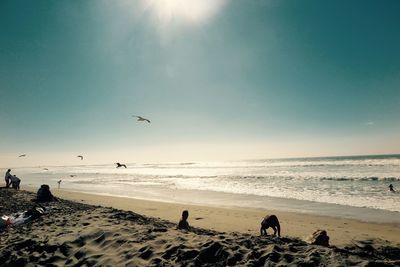 Seagulls flying over beach against clear sky